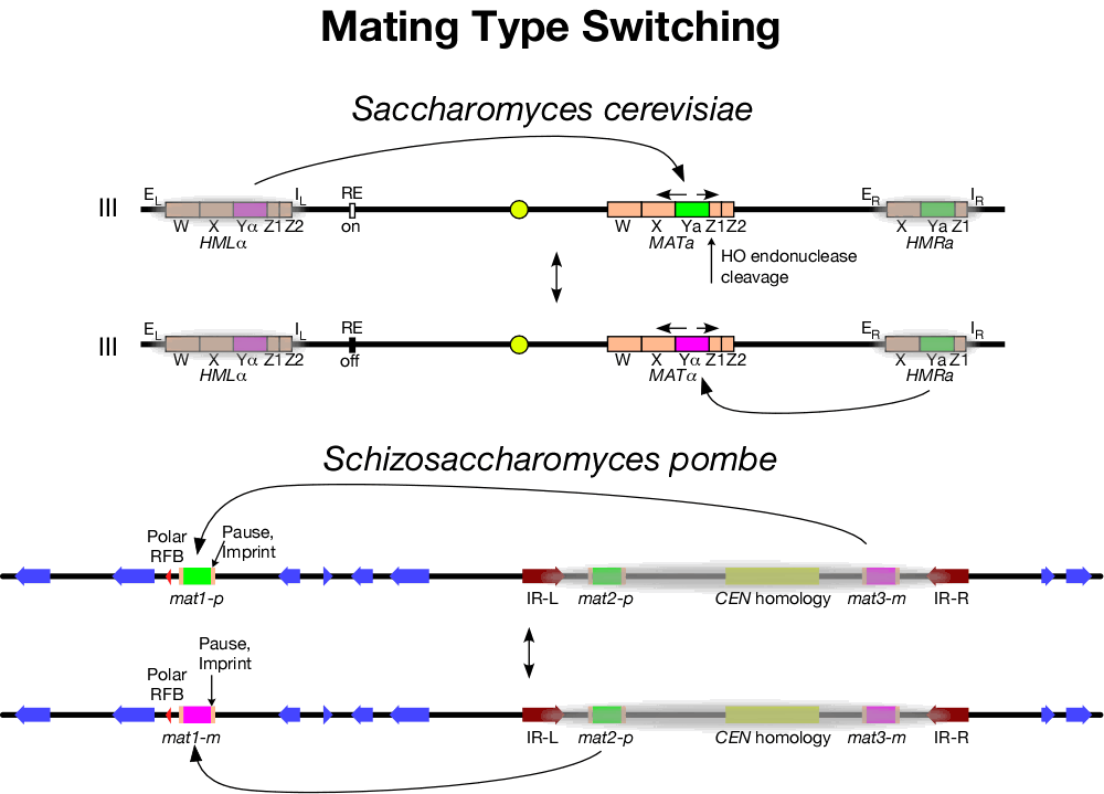 Diagram of Mating Type Switching