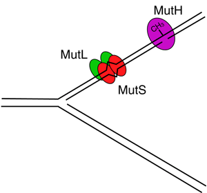 Diagram Illustrating MutS, MutL and MutH in MMR