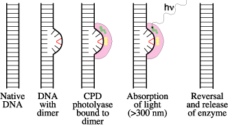 Photoreactivation of thymine dimer