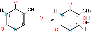 Thymine glycol by oxidation of thymine