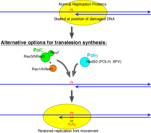 Translesion Synthesis
